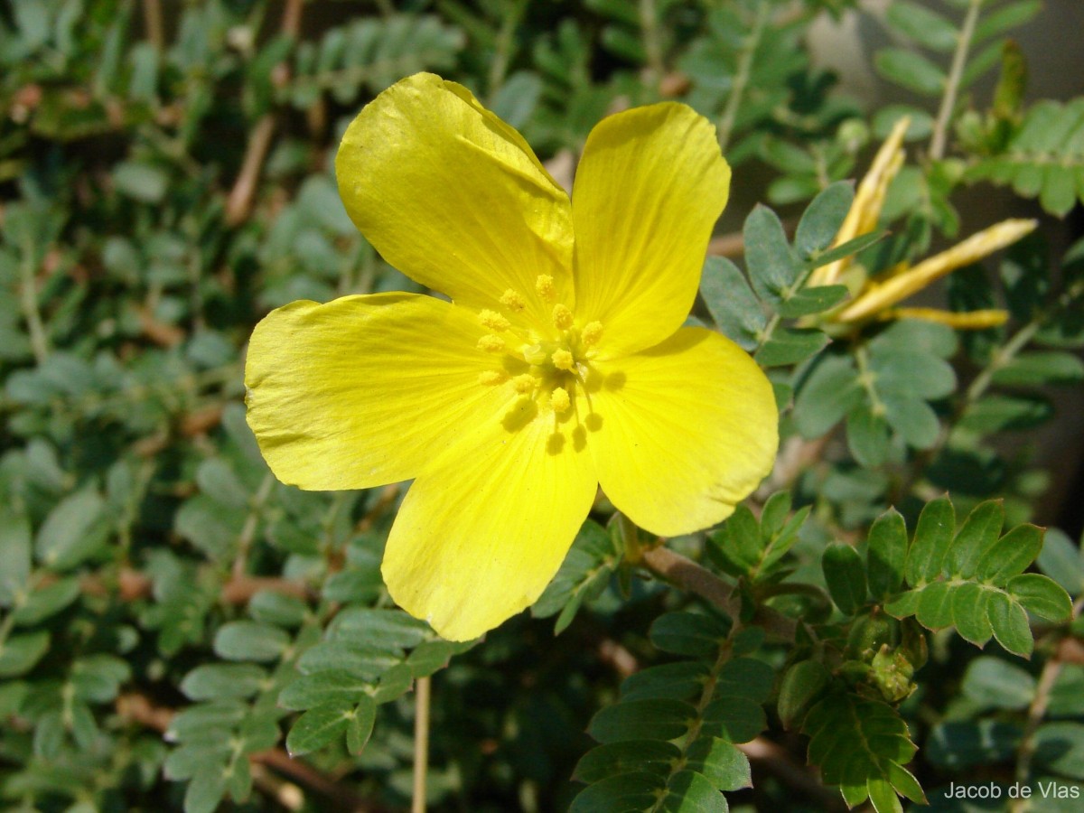 Tribulus cistoides L.